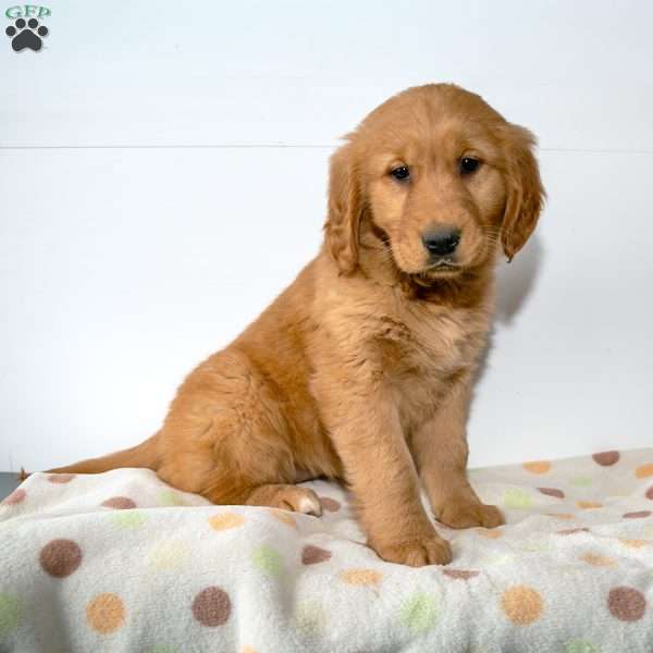 Mari, Golden Retriever Puppy